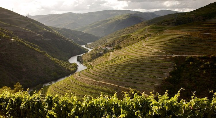 wine tasting tours in douro