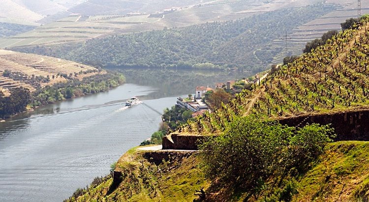 Top Wine Tasting Tours in Douro