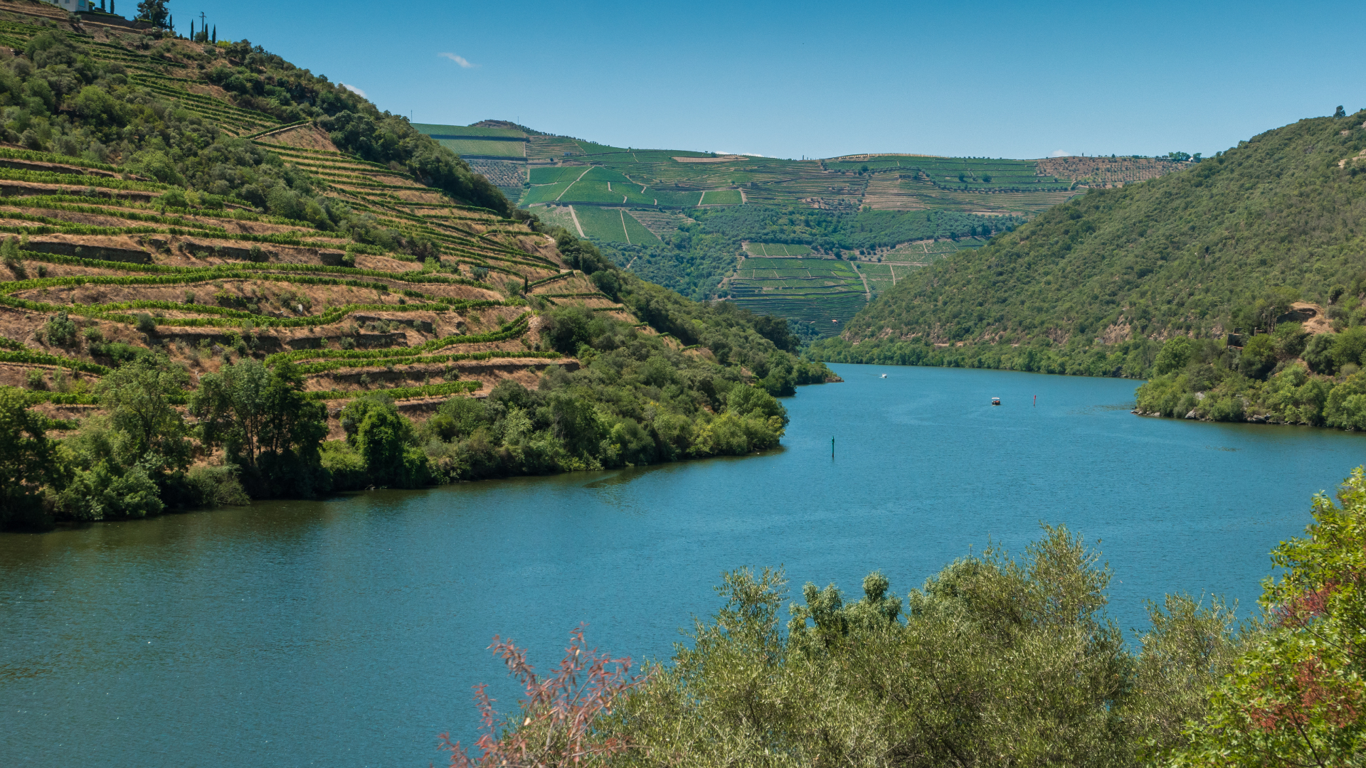 Alto Douro Wine Region