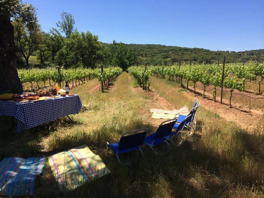 picnic, alentejo, monte da ravasqueira, vineyards 