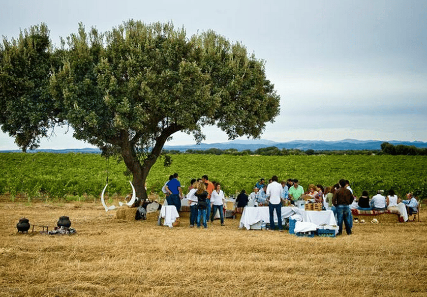 picnic, winery, vineyard, alentejo, adega mayor