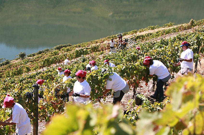 Facts About Portuguese Wine - Douro Region Port Wine Production