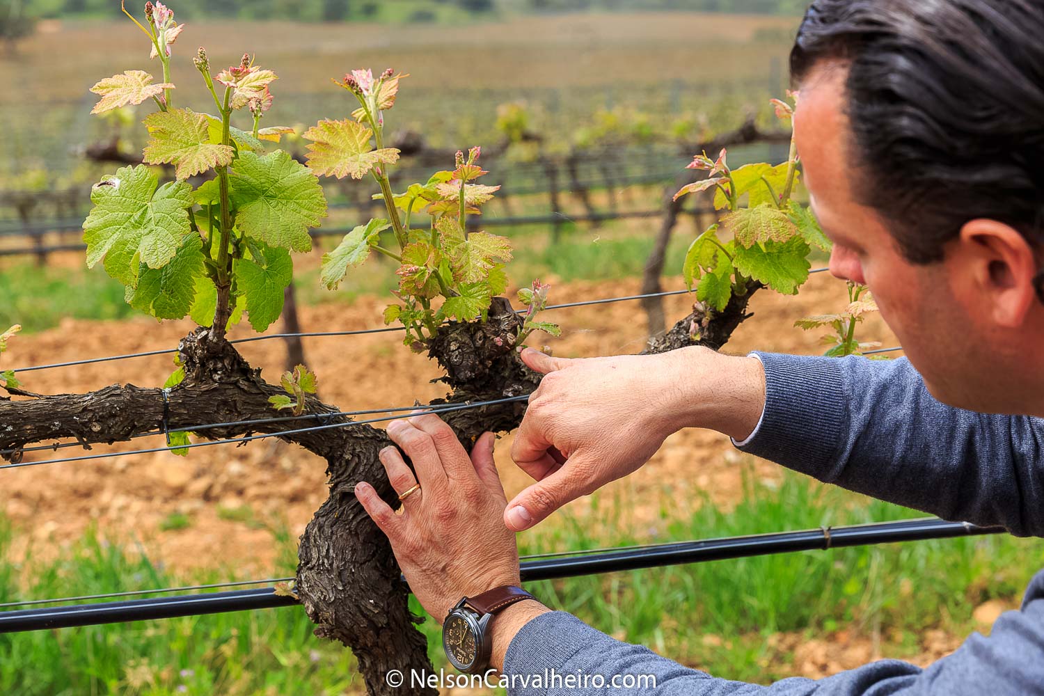 Alentejo Wine Travel Guide - Herdade Sobroso - Chief Winemaker Filipe Teixeira Pinto