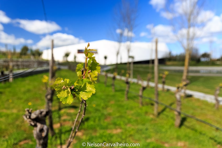 Alentejo Wine Travel Guide - L'AND Vineyards Hotel