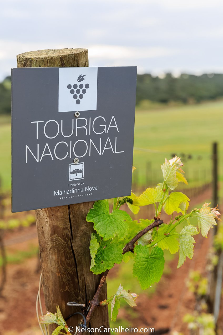Alentejo Wine Travel Guide - Malhadinha Nova