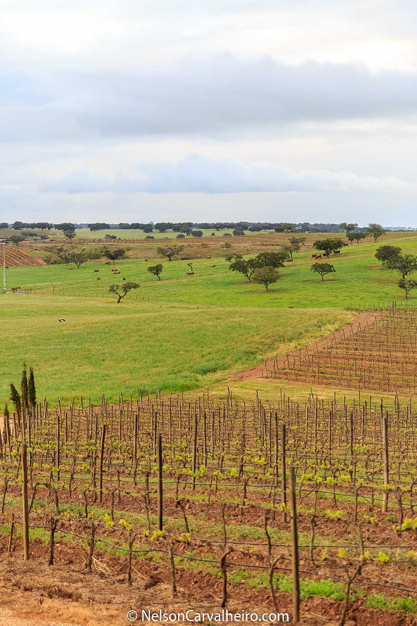 Alentejo Wine Travel Guide - Herdade da Malhadinha Nova