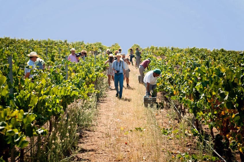 Why Book a Wine Tours?