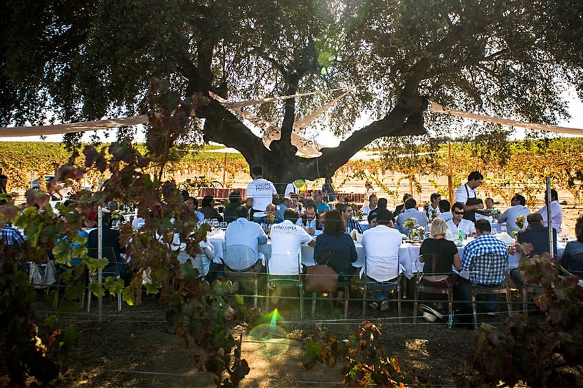 Wine Tour - Lunch in the Vineyards