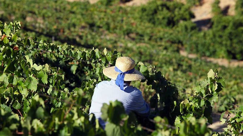 Douro Harvest Season