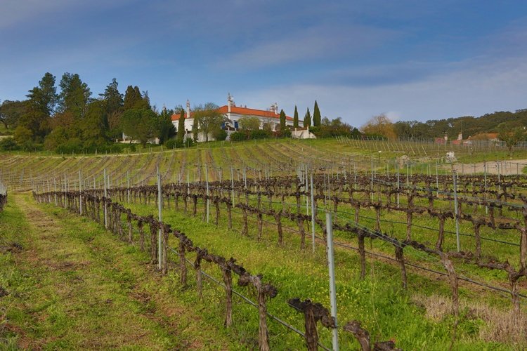 picnic, alentejo, monte da ravasqueira, vineyards