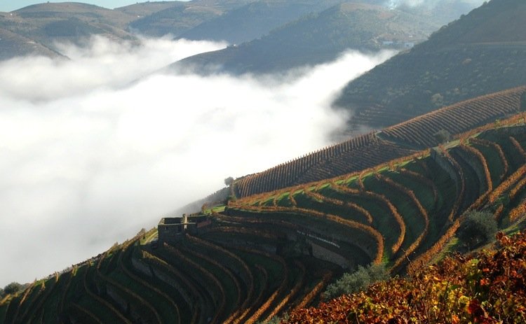reasons to visit portugal, douro vineyards, quinta das carvalhas