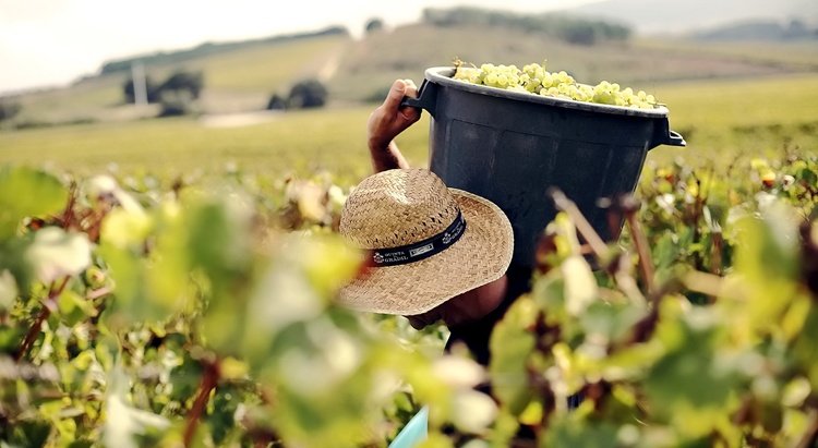 wine, wine toruism in portugal, wine landscapes, vineyards, best wine destinations, best european wine destinations