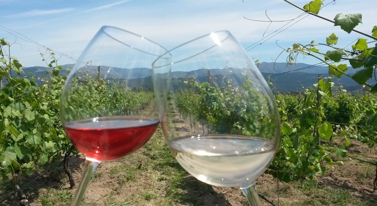 quinta_santa_cristina, wine tasting, vineyards, vinho verde, picnic