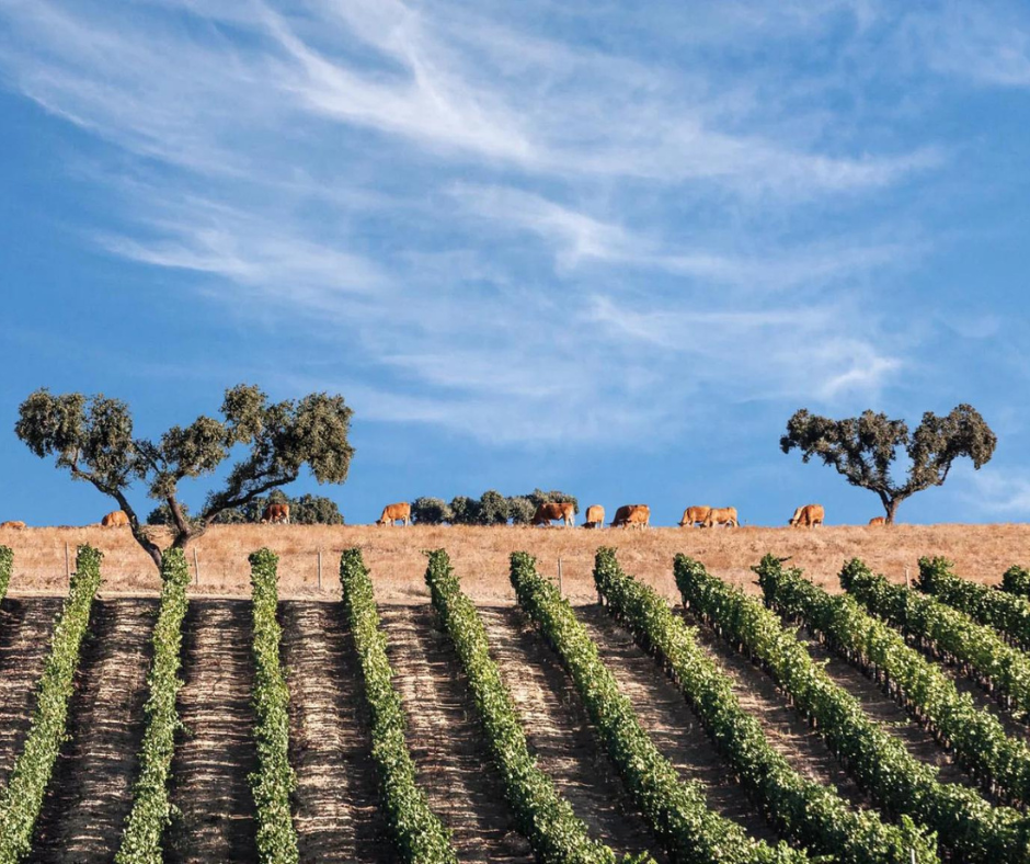 Alentejo Vineyards