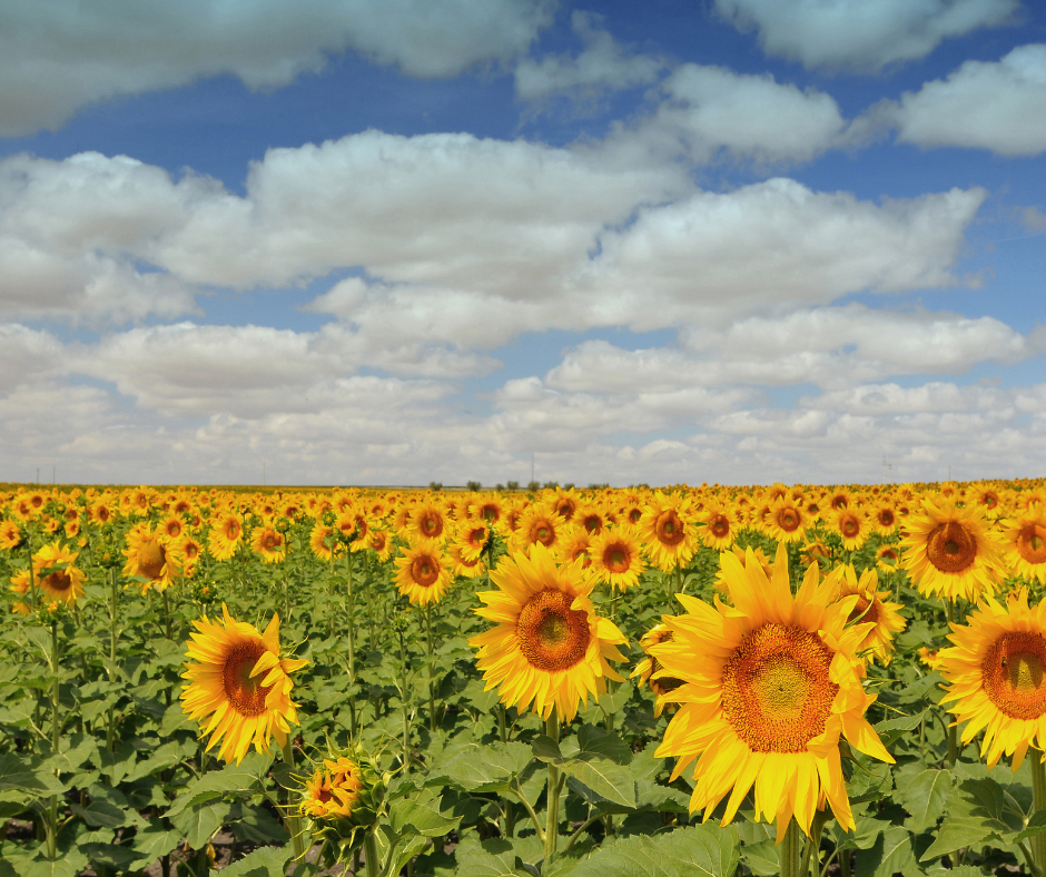 Alentejo's Sunflower Fields