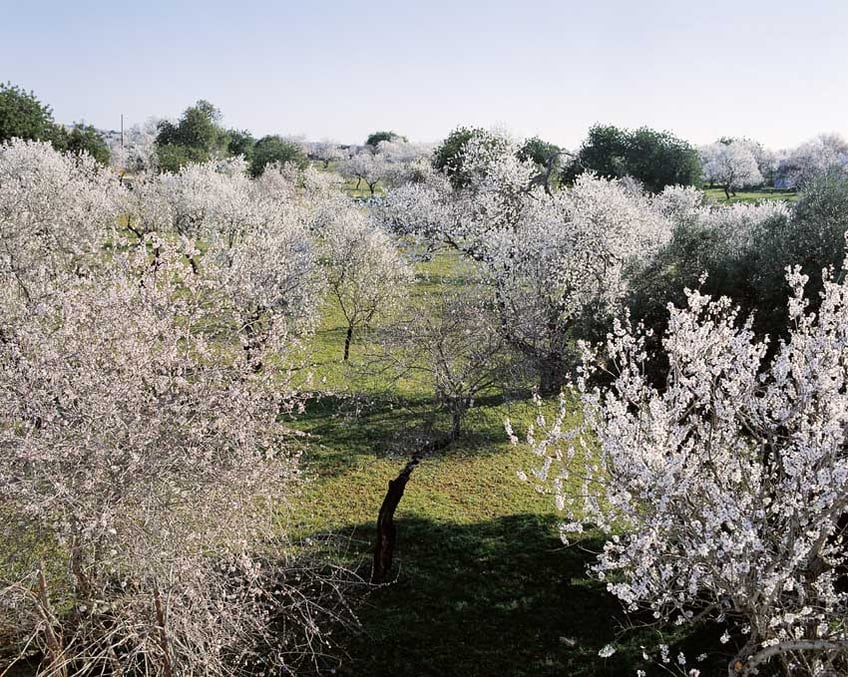 almond trees in bloom in Algarve