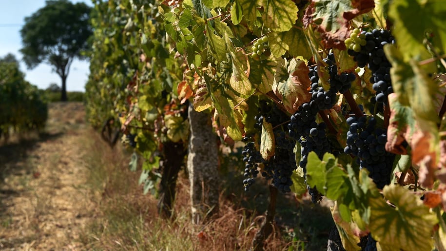 Douro Wine
