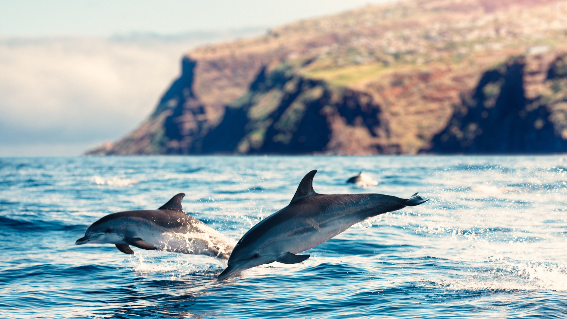 From Vineyards to Oceans Exploring Madeira’s Wine, Food, and Whale-Watching Wonders (5)