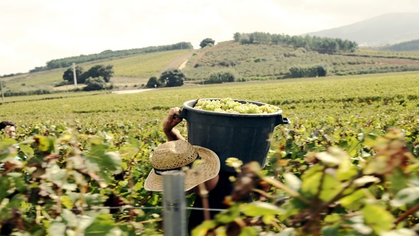 Quinta do Gradil; Harvest Experience; Harvest in Portugal