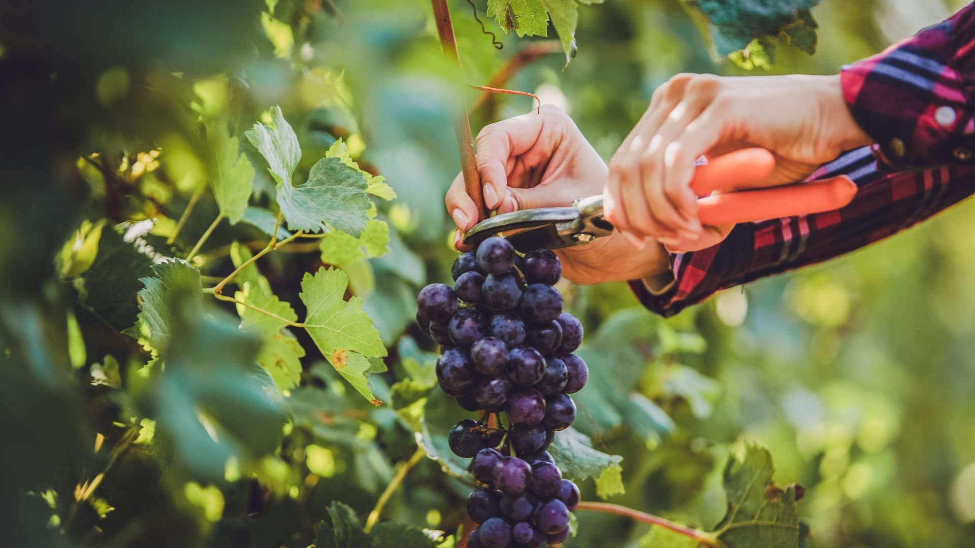 Harvesting grapes