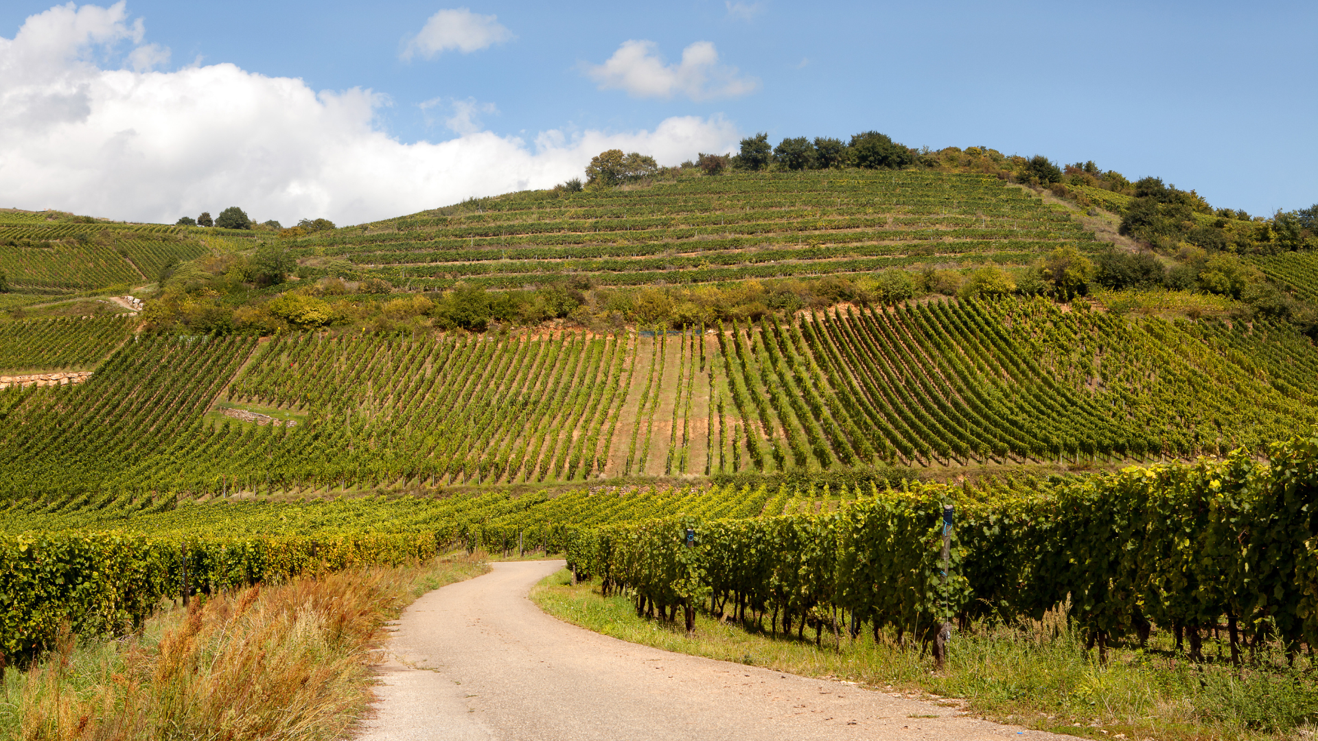 Must-Visit Locations in France for Wine Lovers: A Journey Through Vineyards and Cellars