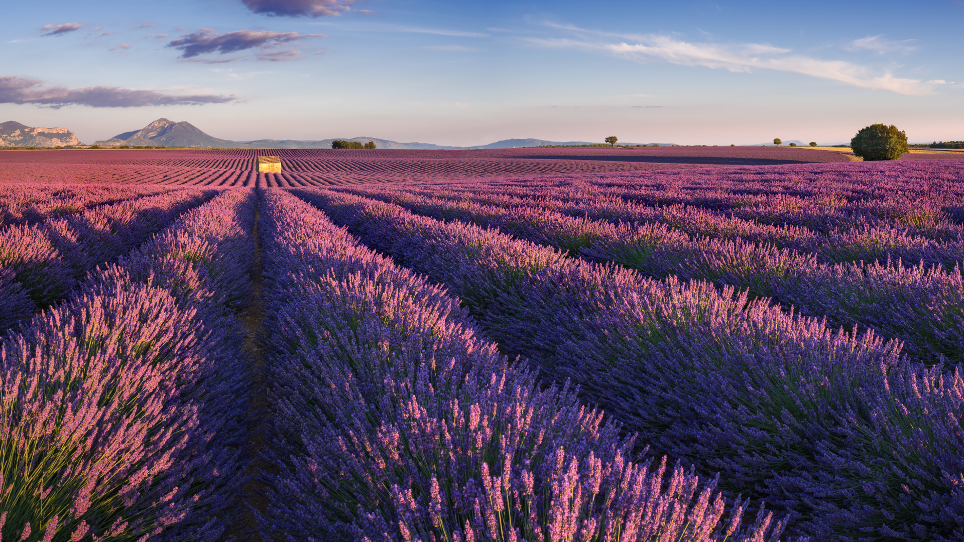 Must-Visit Locations in France for Wine Lovers: A Journey Through Vineyards and Cellars