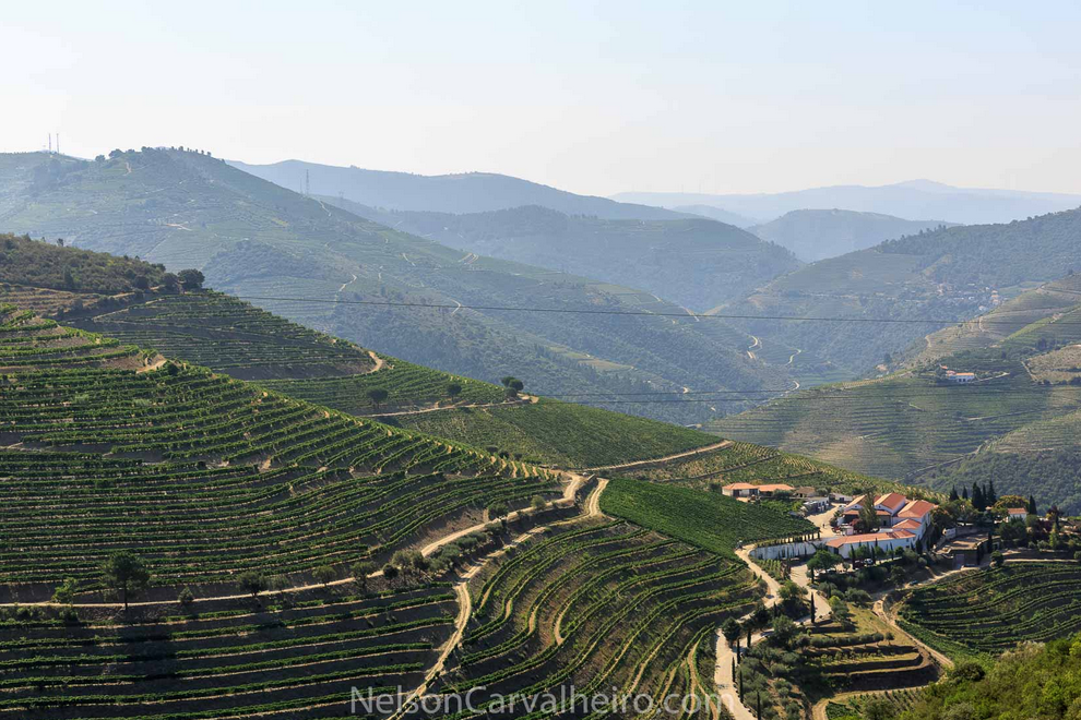 nelsondouro24, nelsondouro27, best wine experiences in douro, wine tastings in douro