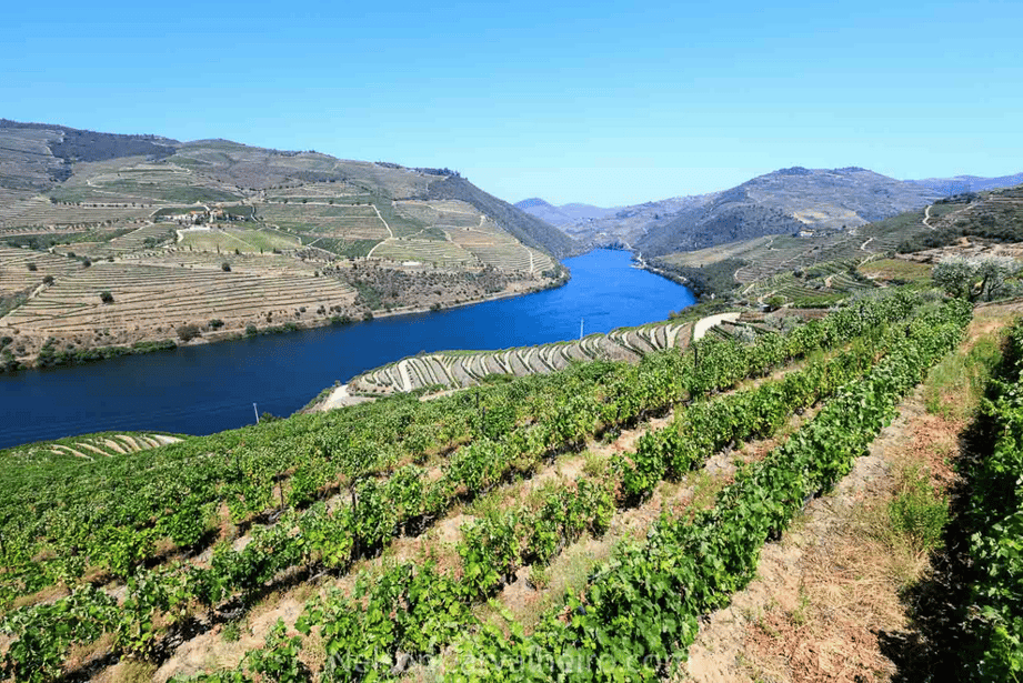 Best wine & Food Experiences in Douro, nelsondouro32