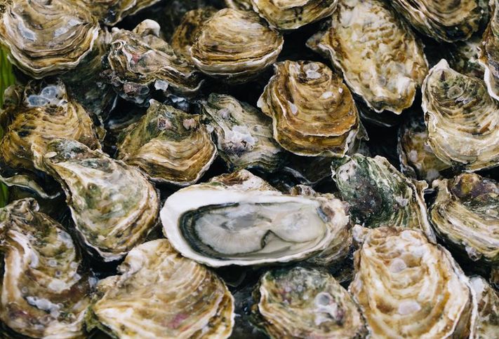 Oysters_int