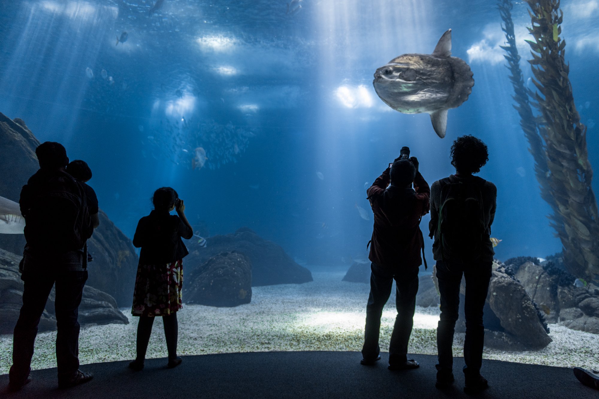 Peixe-lua-_Oceanario-de-Lisboa_Pedro-Pina-1