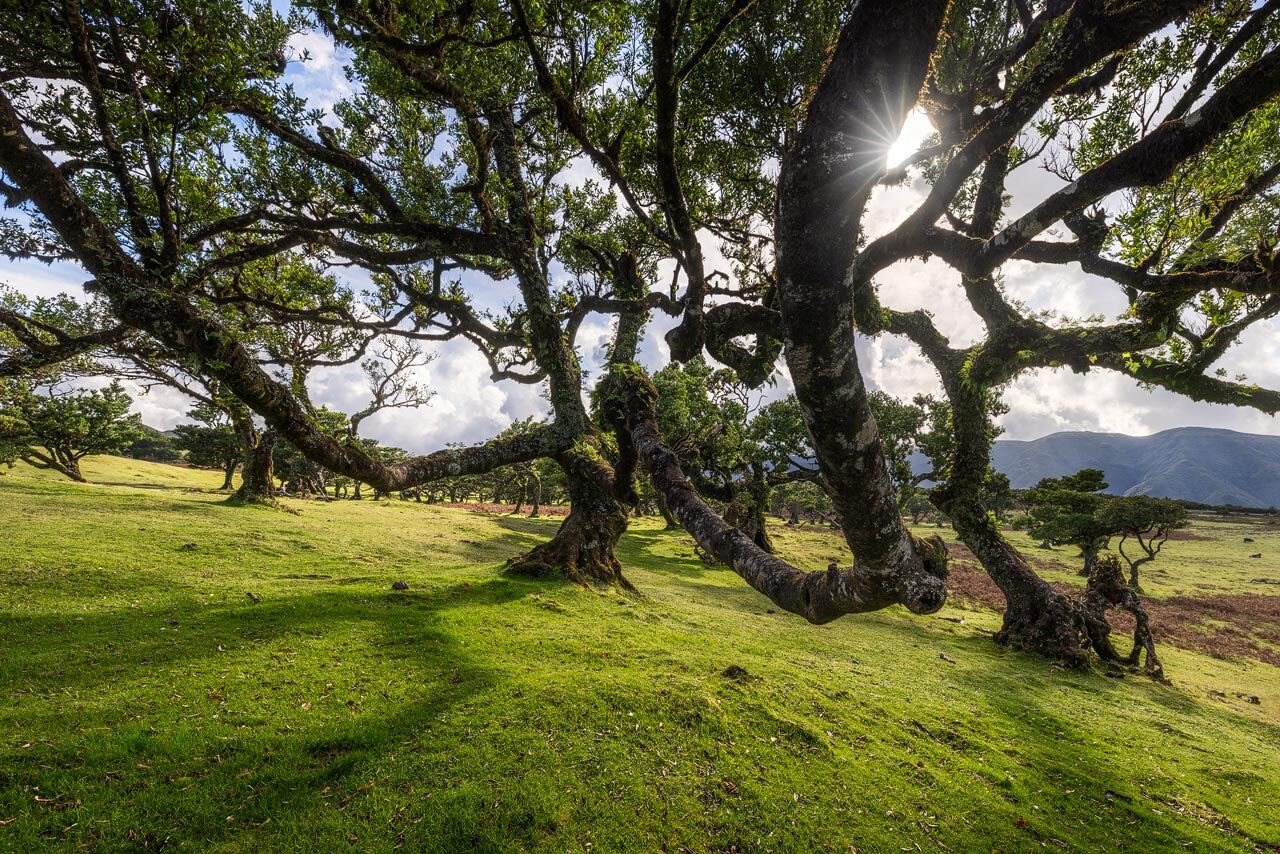 Fanal Forest: Misty Fanal Forest in Madeira’s Laurisilva, featuring ancient laurel trees and roaming cattle.