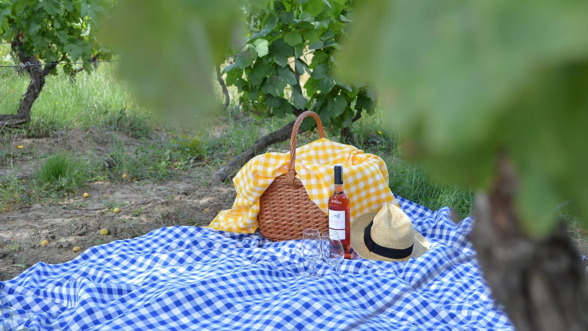 Quinta da Pacheca Picnic and Wine Tasting