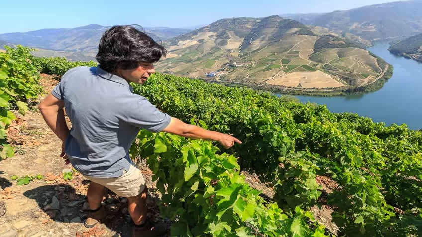 Quinta das Carvalhas; Private Vineyard Tour; Vineyard Tour in Douro