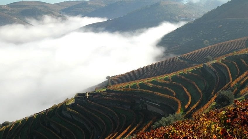 Quinta das Carvalhas; Fall in Douro Valley