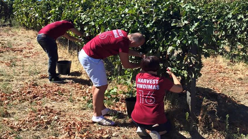 Quinta das Carvalhas; Harvest Douro Valley;