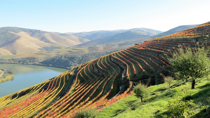 Quinta das Carvalhas Douro