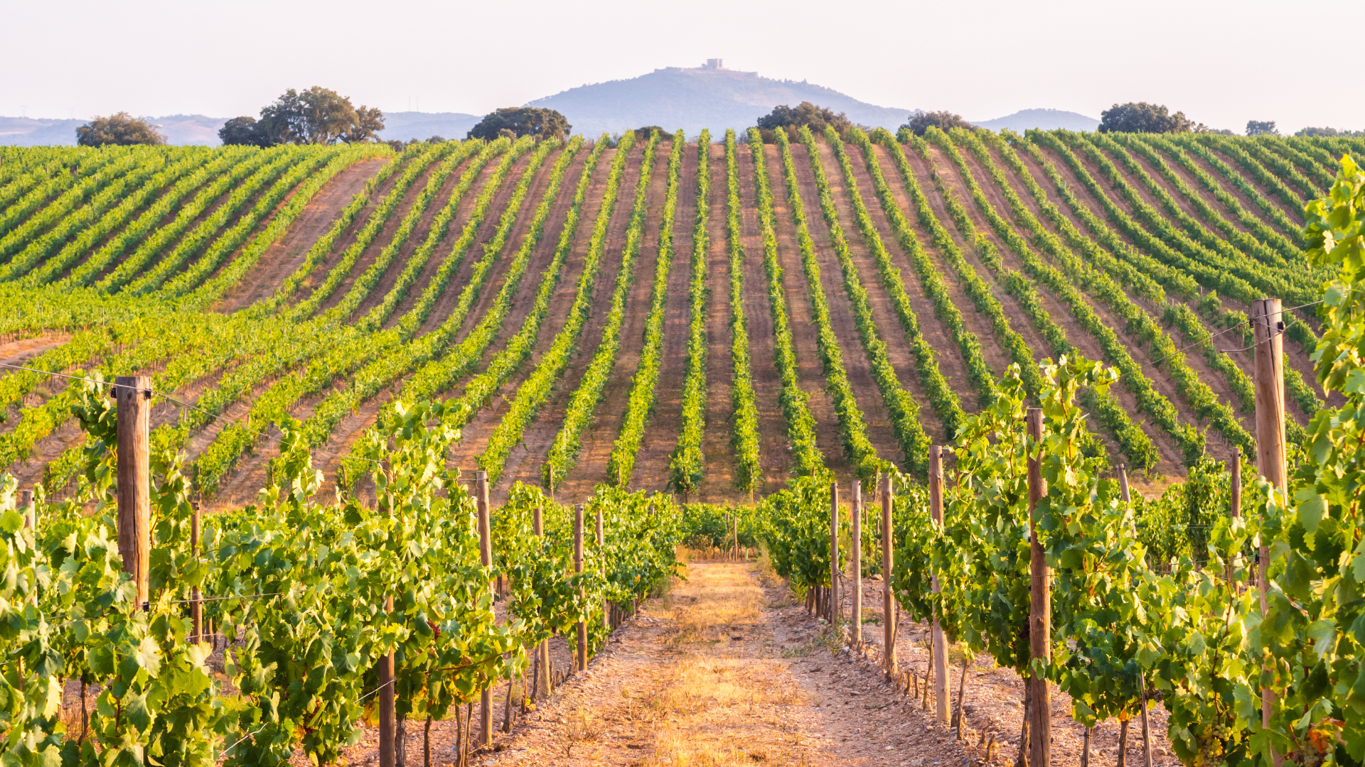 alentejo vineyards