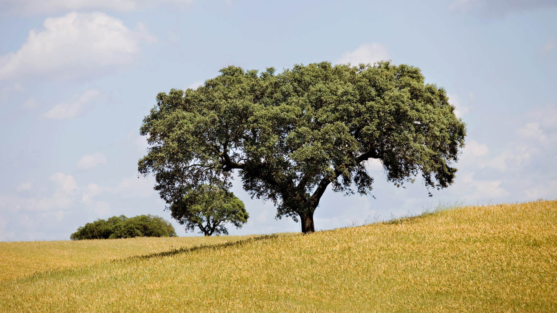 Alentejo