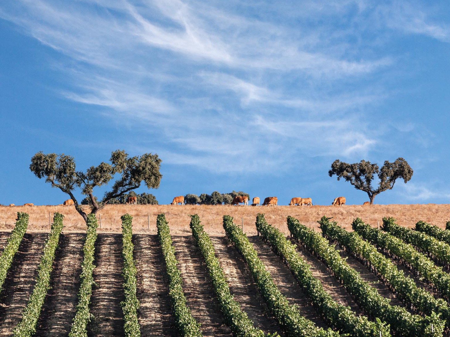 The Best of Wine Tourism in Portugal