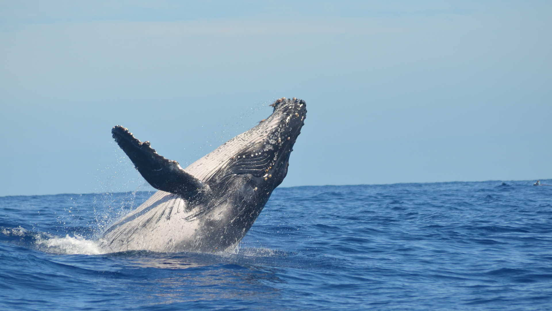 The Azores Beyond the Basics Unique Activities for an Extraordinary Trip