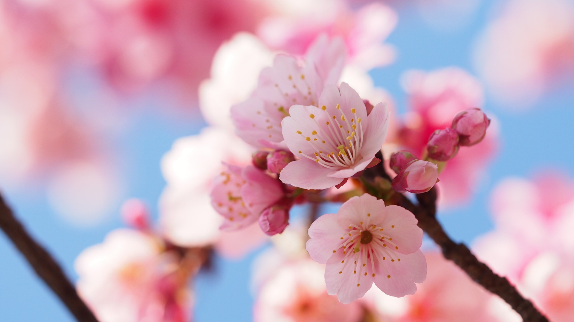 The Enchanting Cherry Blossom Route in Portugal A Journey Through Nature’s Poetry