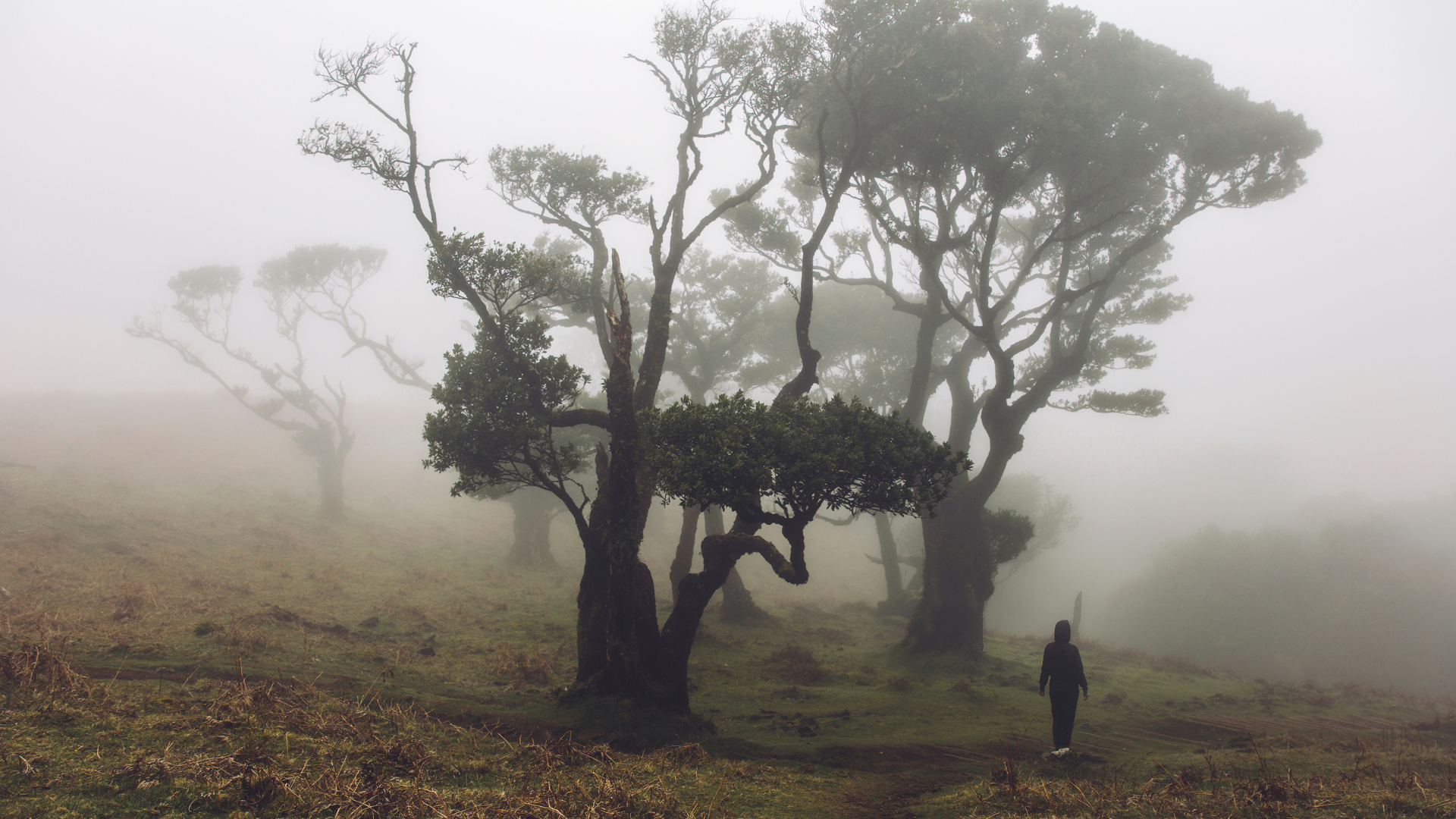 The Laurisilva Forest