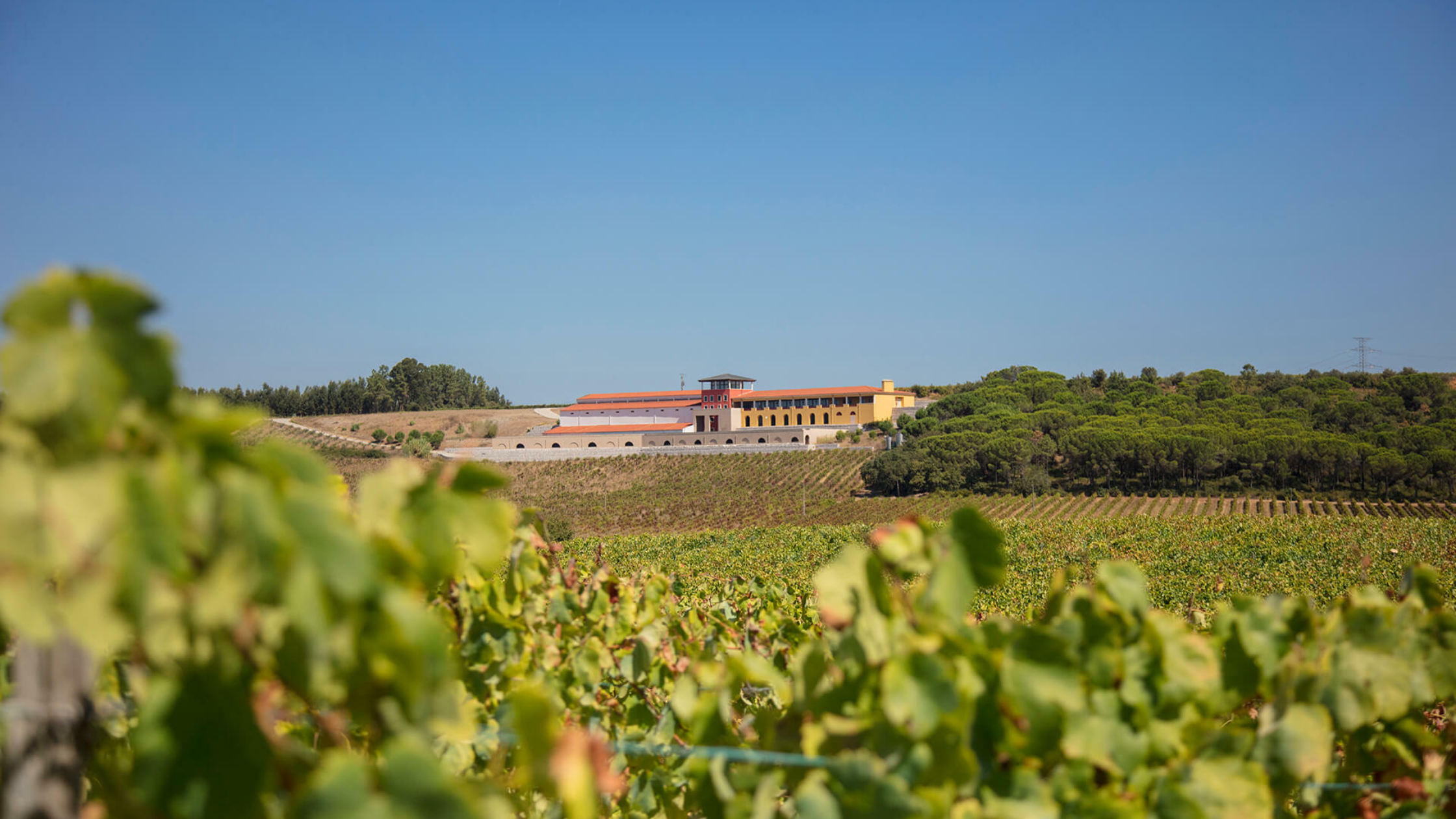 The Ultimate Guide to Portuguese Wines Regions You Can’t Miss in 2025 (3)