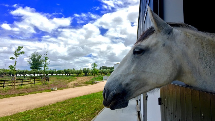 Torre de Palma; Horseback Riding; Alentejo