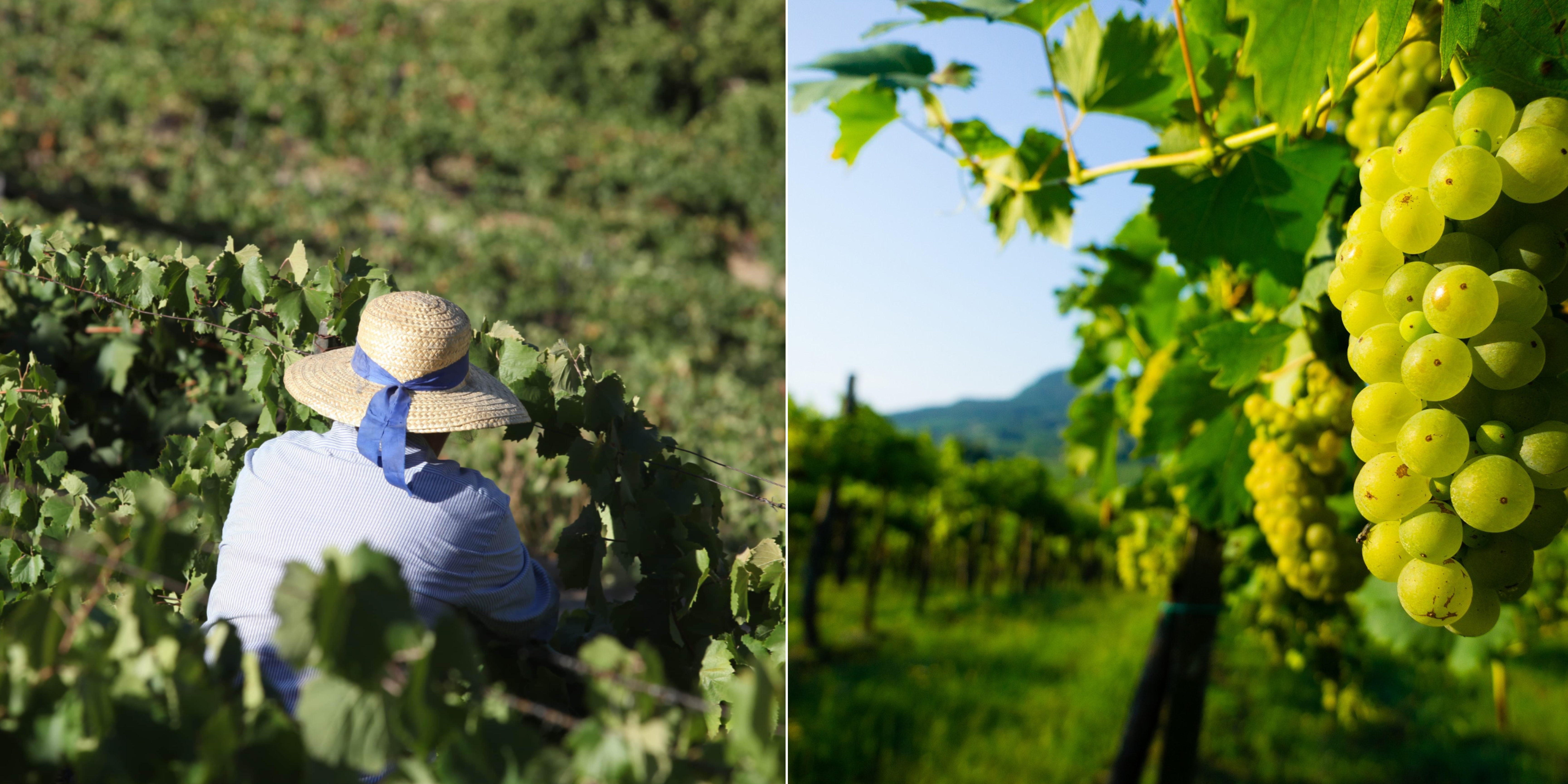 Douro Valley & Vinhos Verdes