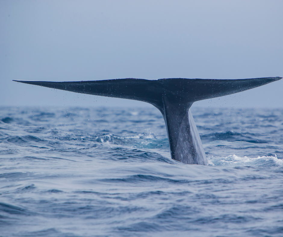 Enchanting world of whales and whale watching in the Azores. The image depicts a boat gently gliding on the ocean's surface, with a majestic humpback whale leaping gracefully out of the water in the background. This awe-inspiring moment showcases the Azores as a prime destination for observing these magnificent marine creatures in their natural habitat.