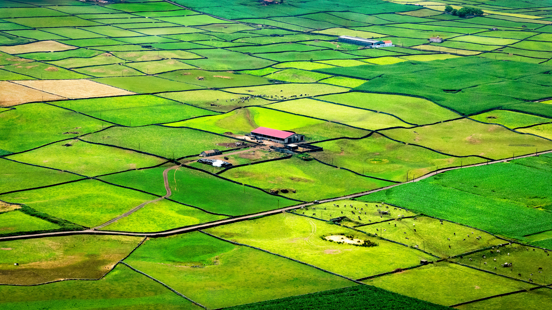 Unveiling the Azores Where Adventure Meets Wine (4)