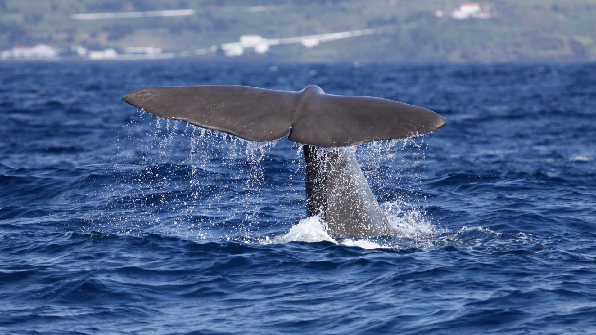 Unveiling the Azores Where Adventure Meets Wine (8)