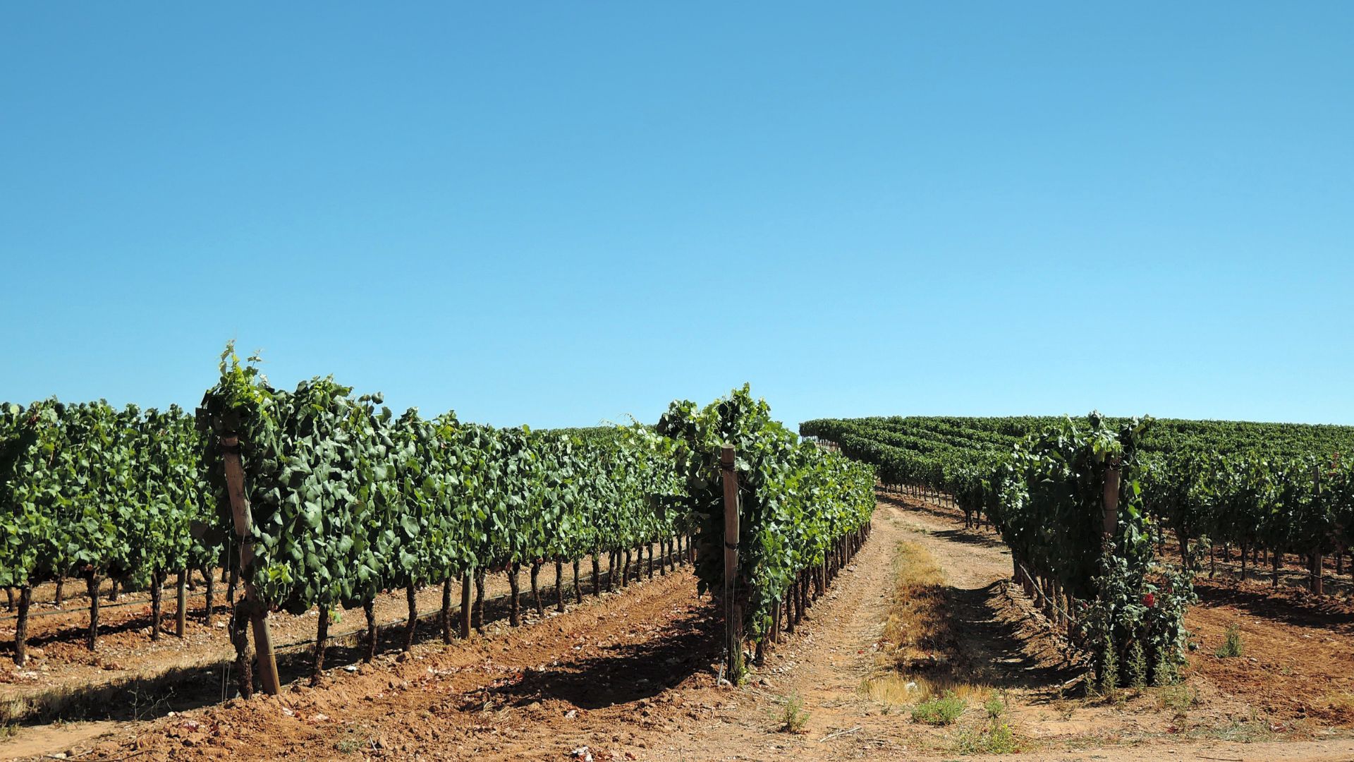 Vineyards Estremoz
