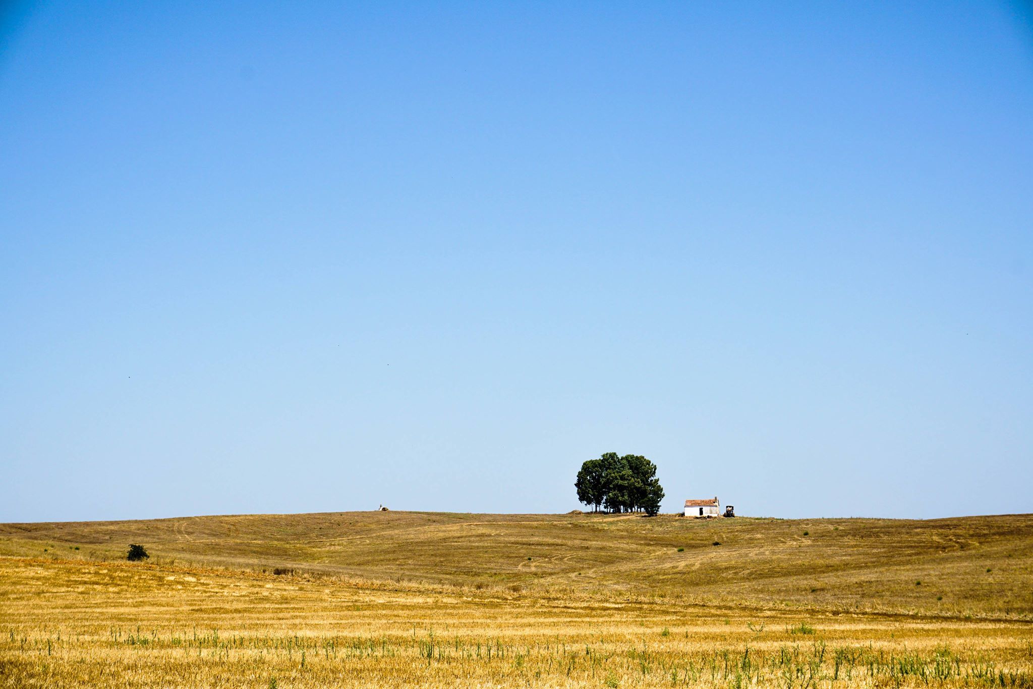 Vinho-Alentejo